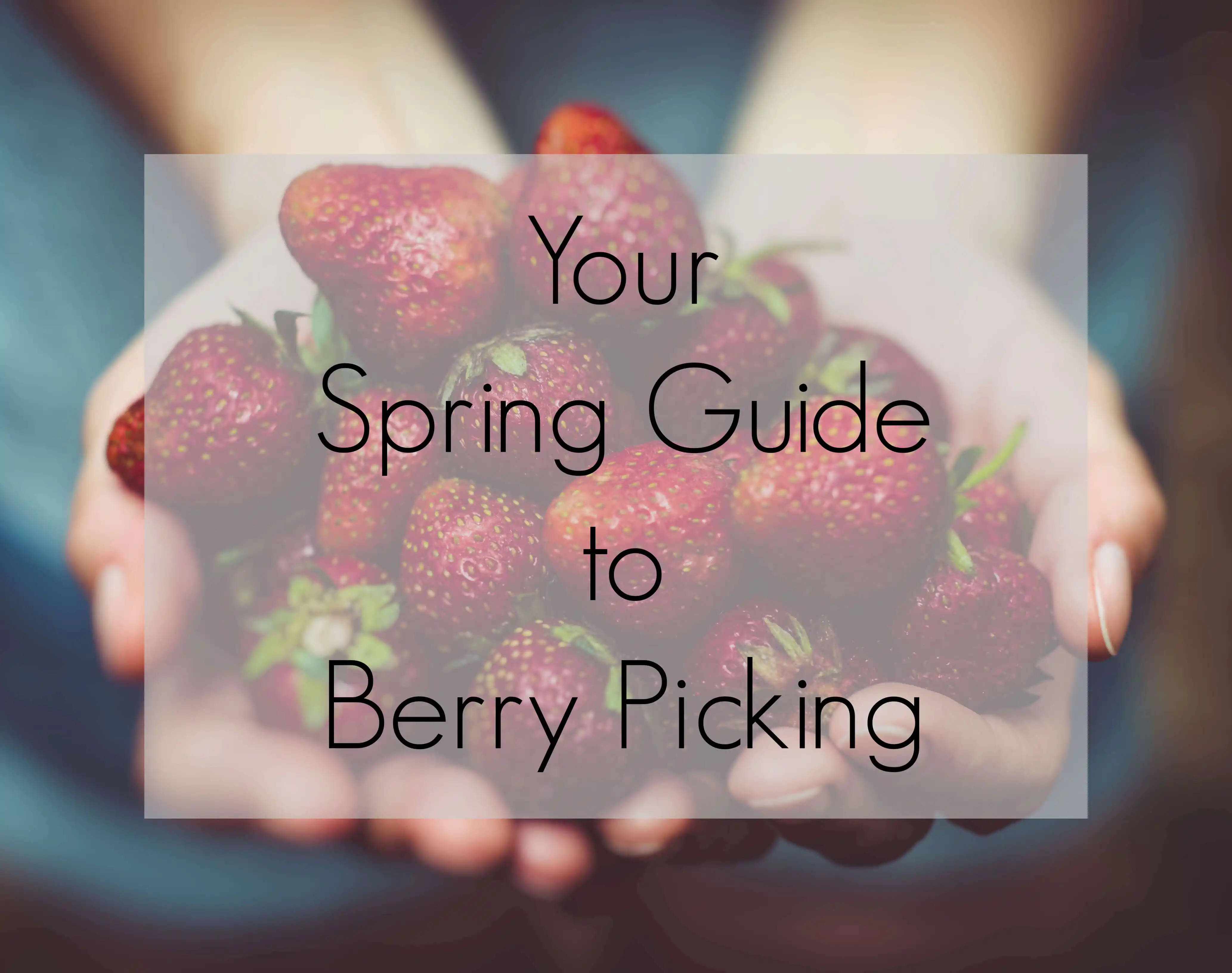 Your Guide to Snohomish County Berry Picking